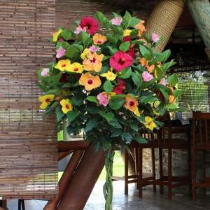 Hibiscus Tropical Braided Tree